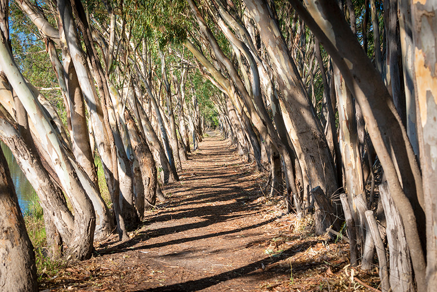 Walking Track, Nhill