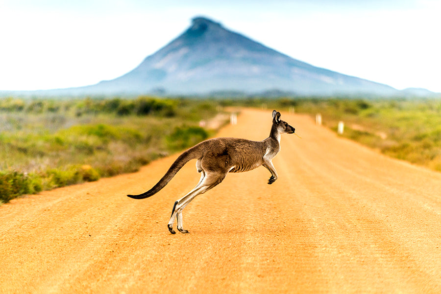 Kangaroo Crossing