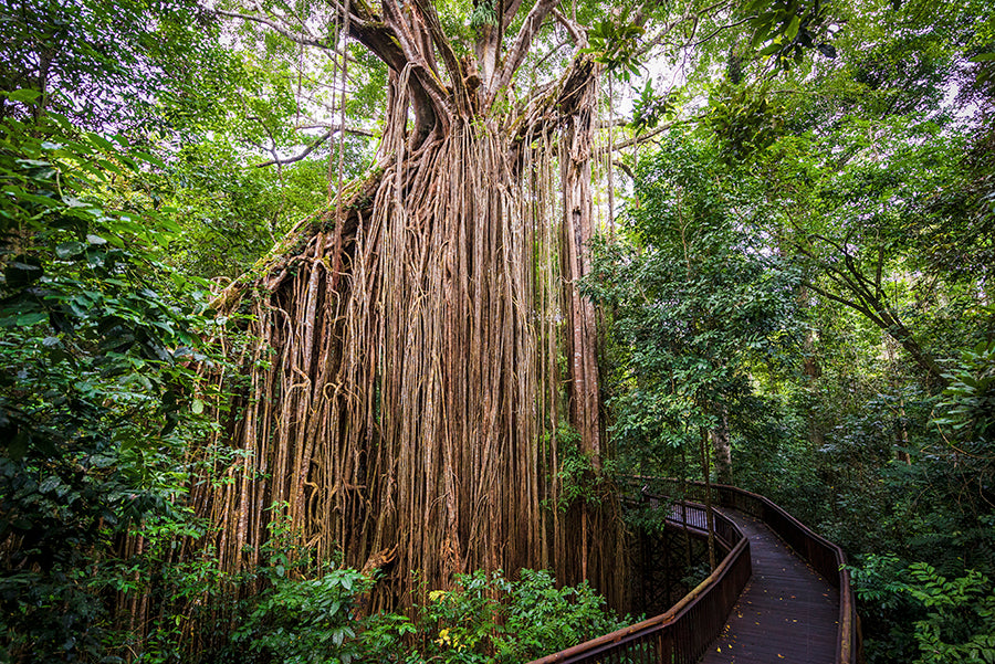 Curtain Fig