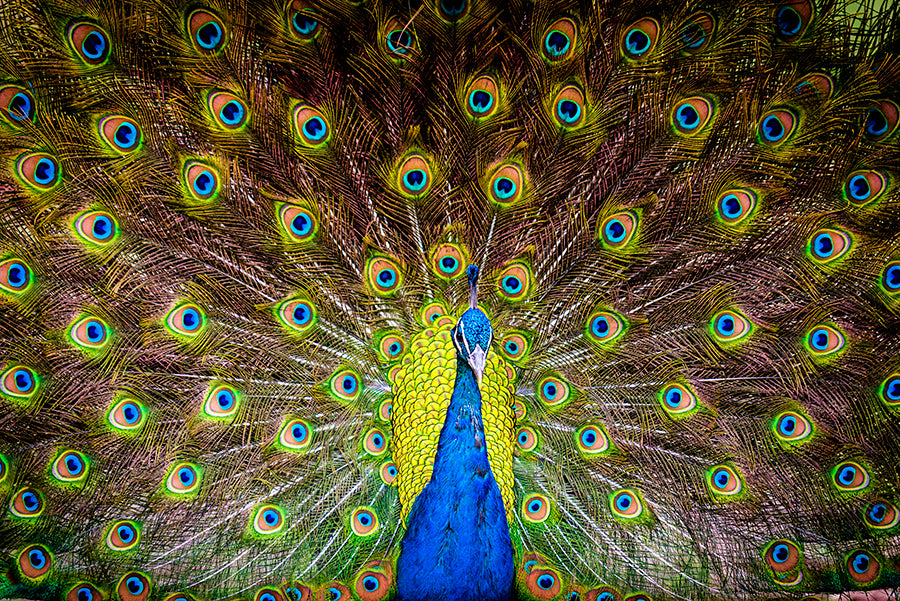 Peacock, Mt Isa