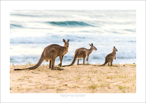 Middle Beach, Tathra, NSW